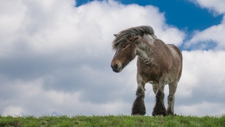 Draft horse - horse loshad, poonhaven, Draft horse, zeeland, netherlands