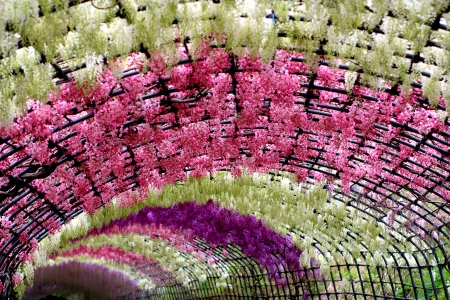 WISTERIA ARCH - arch, flowers, wisteria, walkway