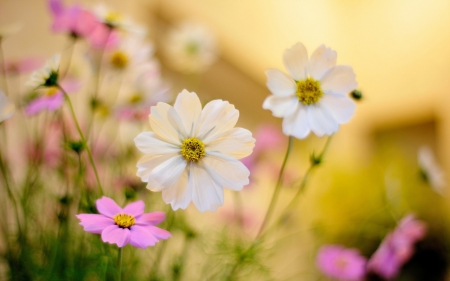 White And Purple - white, nature, purple, flower