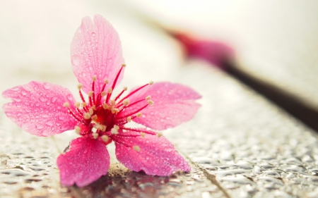 Pink - white, macro, spring, flower, pink