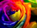 RAINBOW ROSE