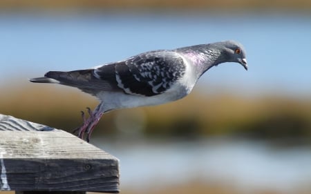 Morning stretchings - stretching, funny, pigeon, bird