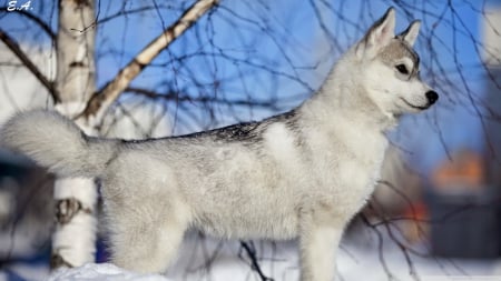 Husky puppy - wallpaper, winter, cute, animals, sweet, puppy, hd, pets, dogs, husky, nature, snow