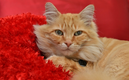 Cat - christmas, animal, ginger, red, orange, cat