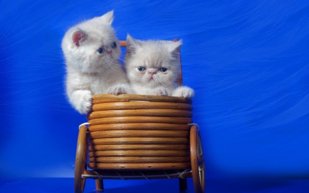 Kittens - white, pink, kitten, cat, sweet, basket, blue