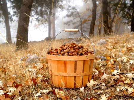 AUTUMN COLLECTION - nature, collection, autumn, harvest, basket