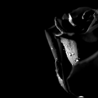 Black Rose