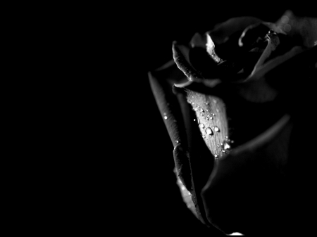 Black Rose - black, dark, rose, flower