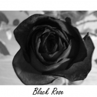 Black Rose