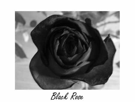 Black Rose - black, dark, rose, flower