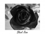 Black Rose