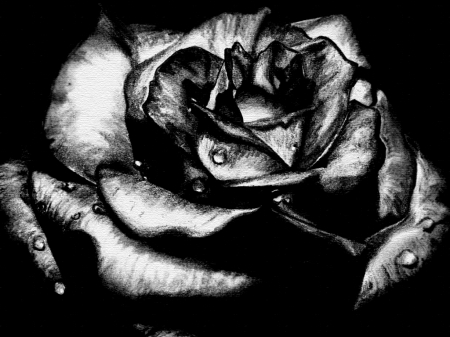 Rose - black, dark, rose, flower