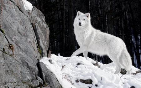 White wolf - stone, white, animal, winter, wolf, rock