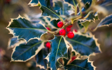 Mistletoe - red, berry, mistletoe, holy leaves, macro, christmas, green