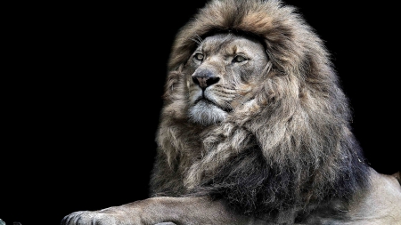 lion king - animal, king, lion, male lion, wallpaper