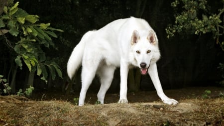 inuit dog - white, dog, animal, wallpaper, inuit