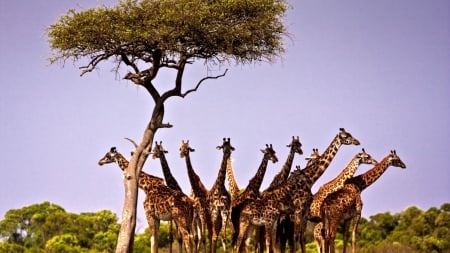 giraffes - animals, giraffes, herds, wallpaper, dessert