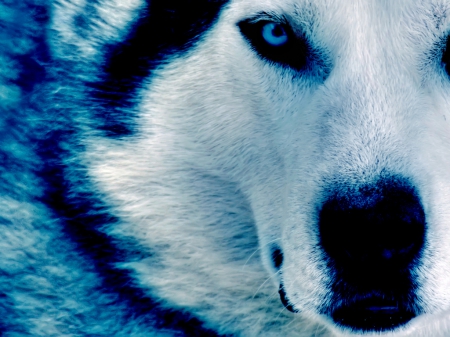 -Beautiful wolf- - Other & Animals Background Wallpapers on Desktop ...