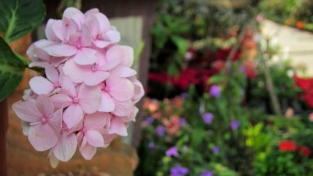 Pretty pink flower - garden, pretty, flower, pink