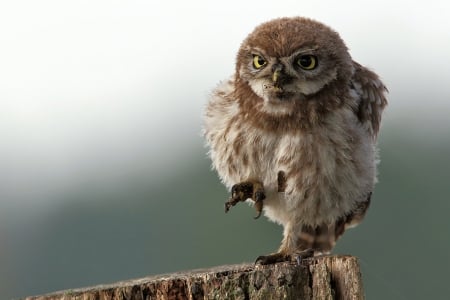 Owl - animal, owl, bird, night