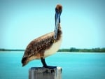 Pelican