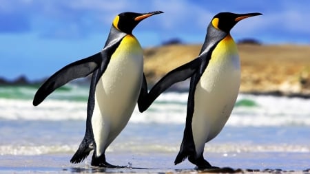 Penguin - animal, love, Penguin, beak