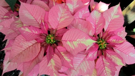 Poinsettia - leaves, euphorbia pulcherrima, christmas floral displays, pink