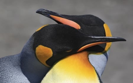 Penguin - animal, penguin, love, beak