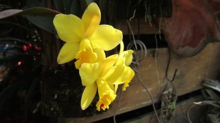 Yellow orchid - orchid, Yellow, flower, beautiful