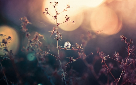 Plant - flower, plant, tree, nature, grass