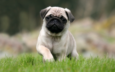 Pug - tail, bark, puppy, pug, dog, friend