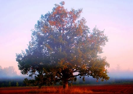 Morning. - nature, summer, sunrise, trees