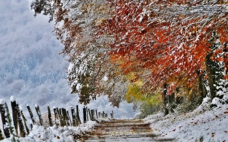 Winter - nice, new year, sky, trees, popular, magic, pretty, cold, france, mood, holiday, care, tree, snowy, ice, park, winter, snowflakes, wallpaper, lovely, christmas, nature, forest, frost, snow, beautiful, kindness