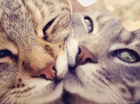 Lovely Noses - cute, lovely, cat, animals