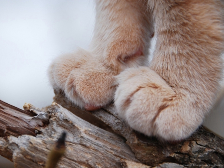 Soft paws on wooden stick - paws, cat, animals, cute