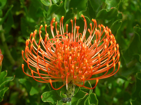 Flamespike - pincushion, flamespike, flower, orange