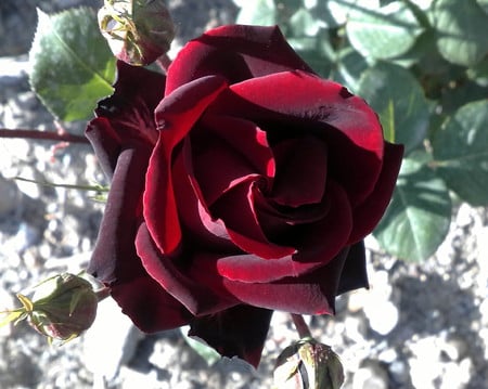 Velvet Rose - rose, flower