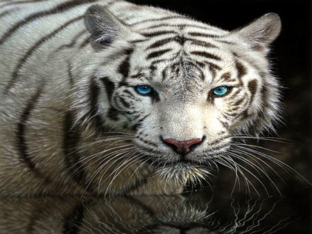 WHITE TIGER - white, cat, eyes, stripes, tiger