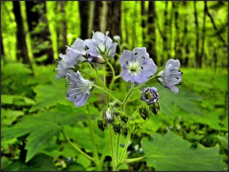 Violet flowers - flowers, violet