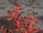 Burning leaves