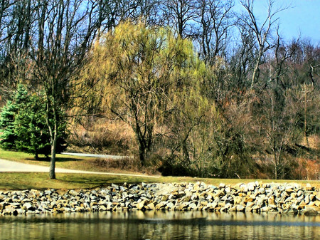 Willow again - nature, forests