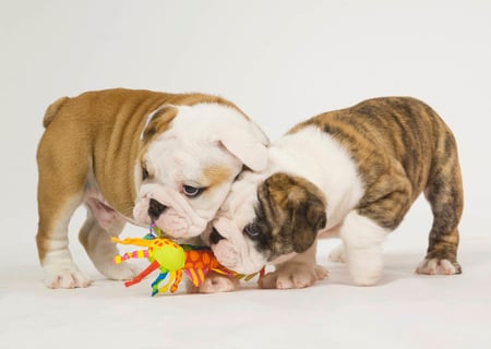 Bulldog puppys - dogs, puppies