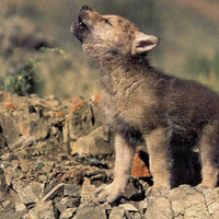 Wolf cub