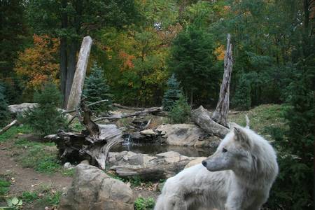 Grey wolf - wolves, animals