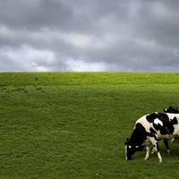 HOLSTEIN COWS