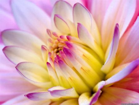 Lavander Love - pretty, nature, lavander, dahlia, flower