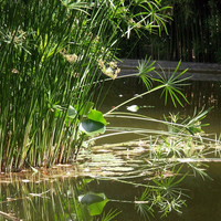 AMAZING SUMMER POND