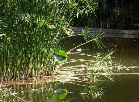 AMAZING SUMMER POND - summer, pond, grass