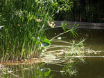 AMAZING SUMMER POND