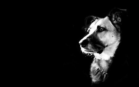 AWARENESS - dog, black and white, aware